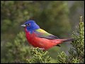 _2SB9107 painted bunting